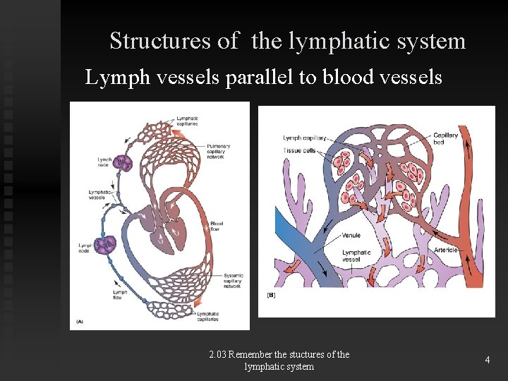 Structures of the lymphatic system Lymph vessels parallel to blood vessels 2. 03 Remember