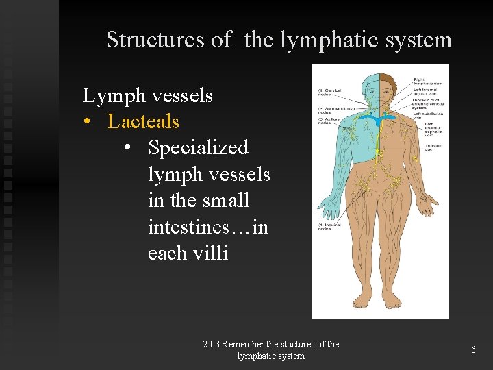 Structures of the lymphatic system Lymph vessels • Lacteals • Specialized lymph vessels in