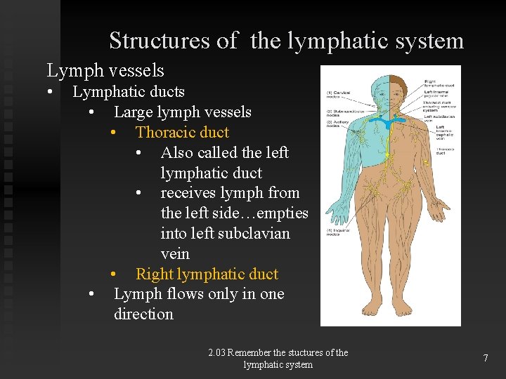 Structures of the lymphatic system Lymph vessels • Lymphatic ducts • Large lymph vessels