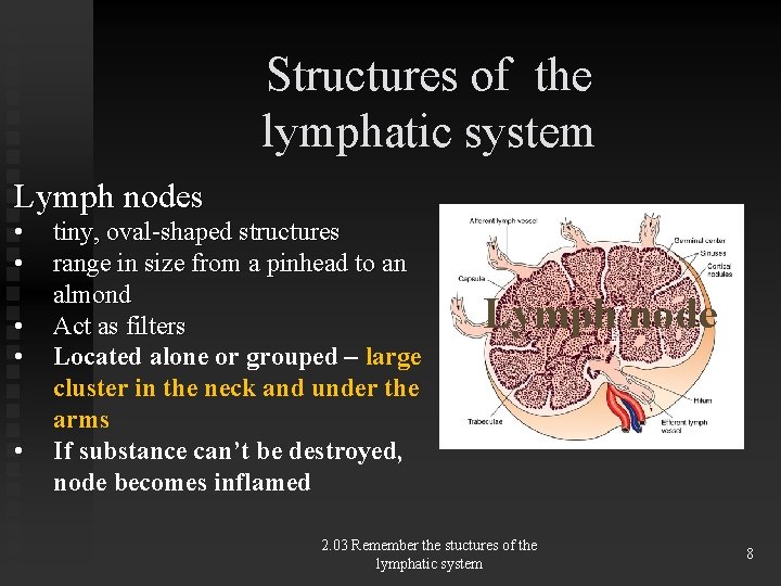 Structures of the lymphatic system Lymph nodes • • • tiny, oval-shaped structures range