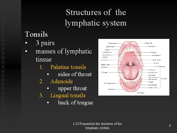 Structures of the lymphatic system Tonsils • • 3 pairs masses of lymphatic tissue