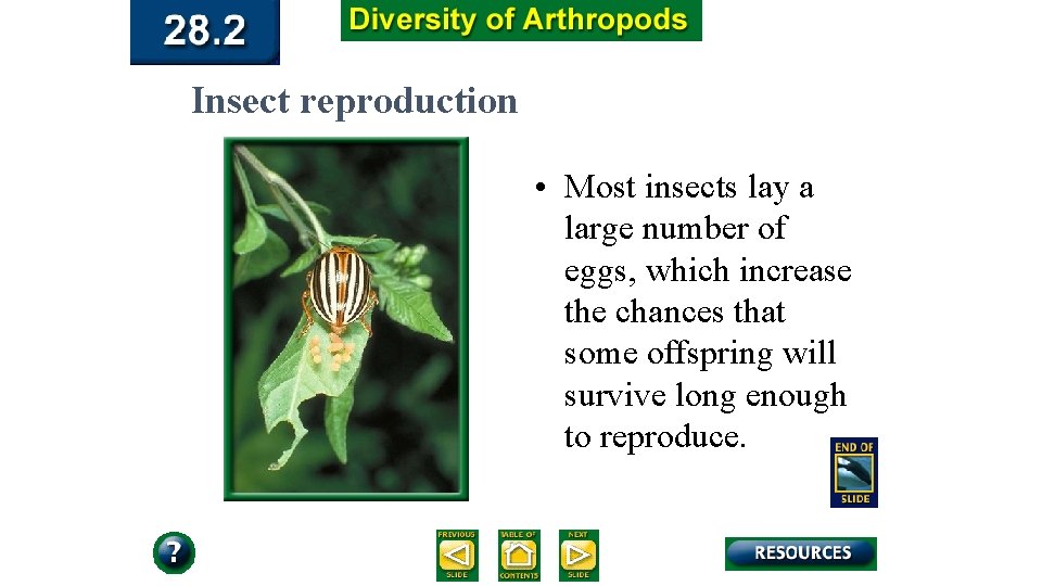 Insect Notes Centipedes millipedes and Insects Centipedes Class