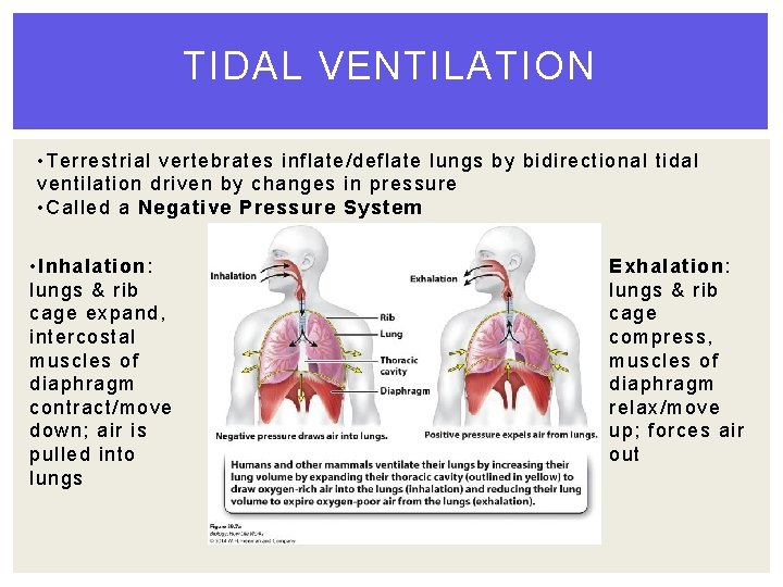 TIDAL VENTILATION • Terrestrial vertebrates inflate/deflate lungs by bidirectional tidal ventilation driven by changes