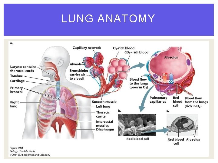 LUNG ANATOMY 