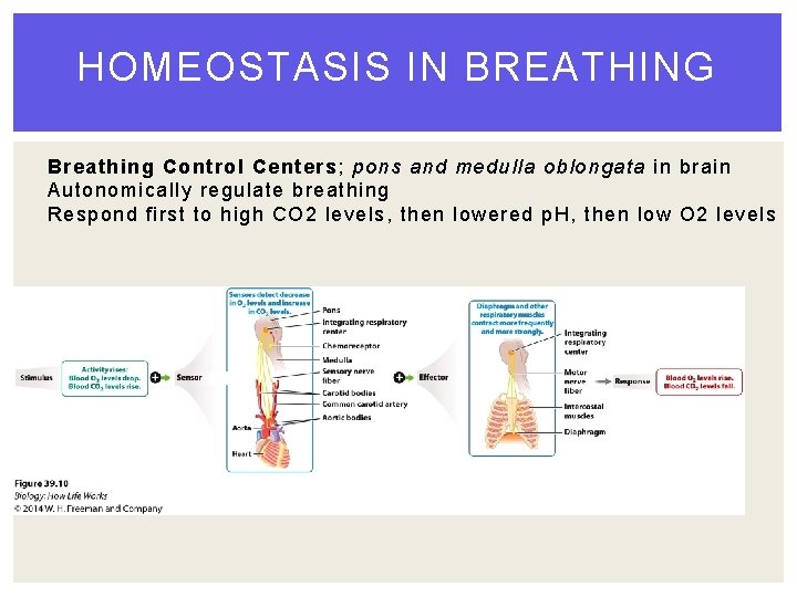 HOMEOSTASIS IN BREATHING Breathing Control Centers; pons and medulla oblongata in brain Autonomically regulate