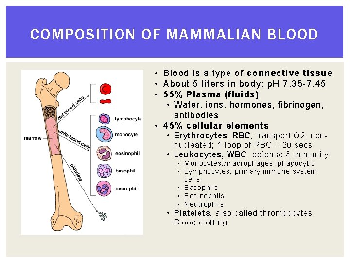COMPOSITION OF MAMMALIAN BLOOD • Blood is a type of connective tissue • About