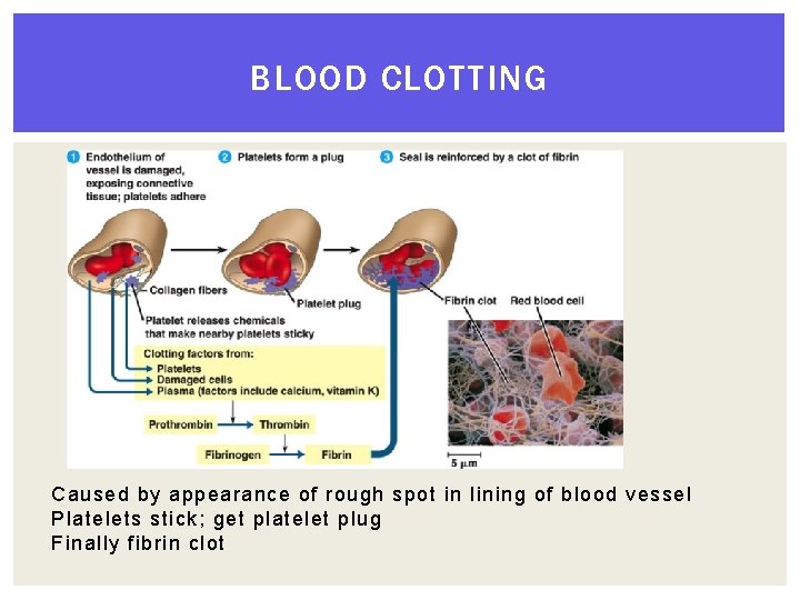 BLOOD CLOTTING Caused by appearance of rough spot in lining of blood vessel Platelets