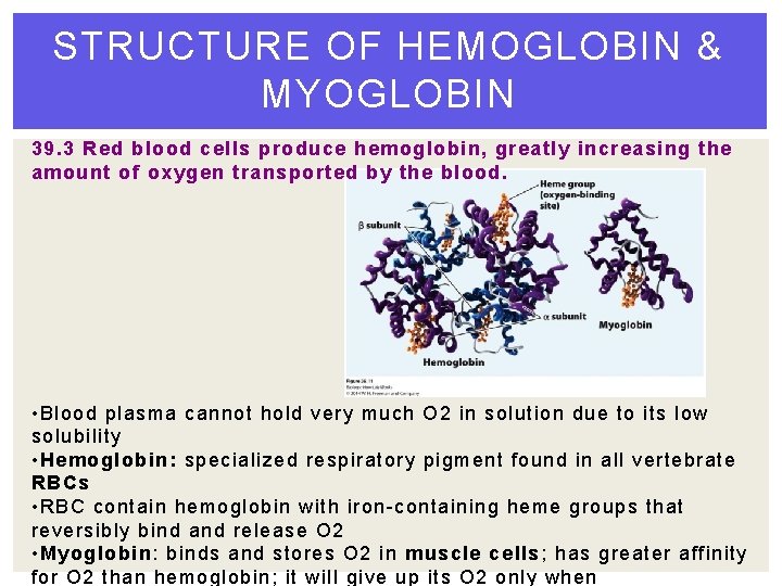 STRUCTURE OF HEMOGLOBIN & MYOGLOBIN 39. 3 Red blood cells produce hemoglobin, greatly increasing