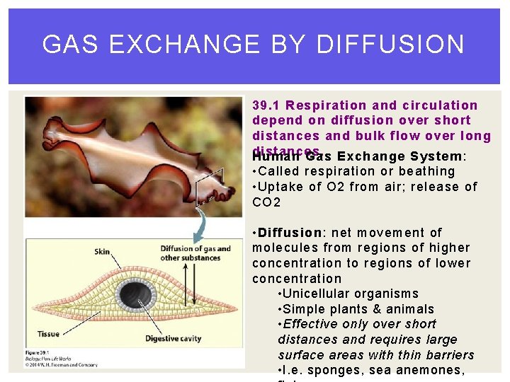 GAS EXCHANGE BY DIFFUSION 39. 1 Respiration and circulation depend on diffusion over short