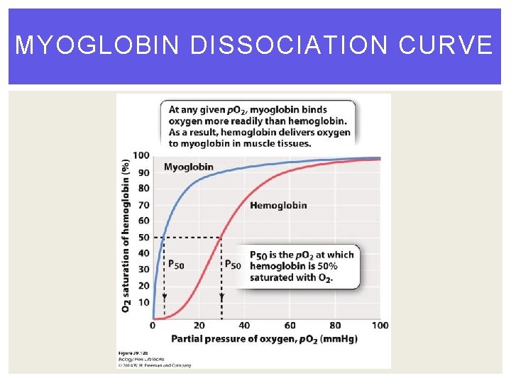 MYOGLOBIN DISSOCIATION CURVE 