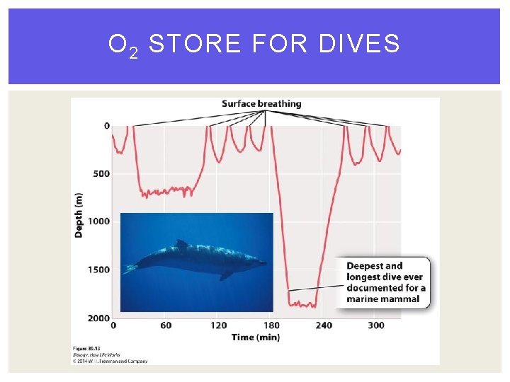 O 2 STORE FOR DIVES 