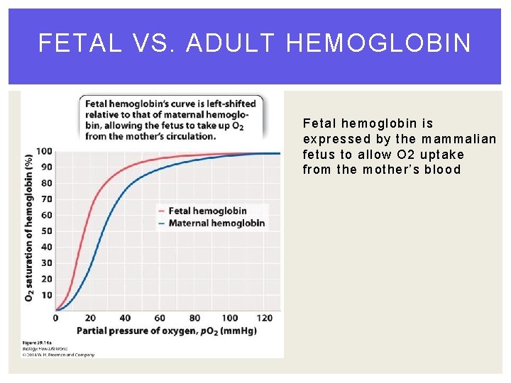 FETAL VS. ADULT HEMOGLOBIN Fetal hemoglobin is expressed by the mammalian fetus to allow