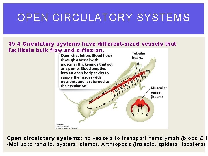 OPEN CIRCULATORY SYSTEMS 39. 4 Circulatory systems have different-sized vessels that facilitate bulk flow