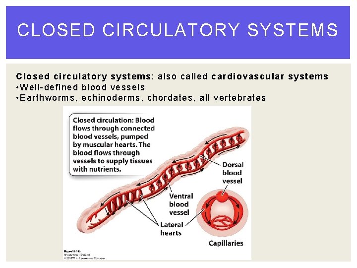 CLOSED CIRCULATORY SYSTEMS Closed circulatory systems: also called cardiovascular systems • Well-defined blood vessels