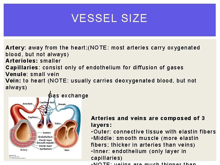 VESSEL SIZE Artery: away from the heart; (NOTE: most arteries carry oxygenated blood, but