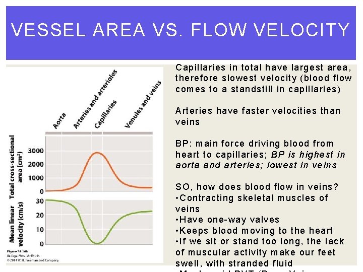 VESSEL AREA VS. FLOW VELOCITY Capillaries in total have largest area, therefore slowest velocity