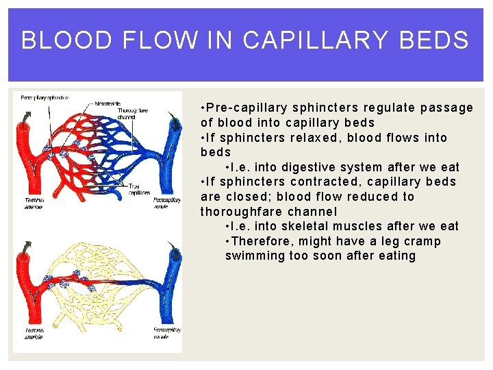 BLOOD FLOW IN CAPILLARY BEDS • Pre-capillary sphincters regulate passage of blood into capillary
