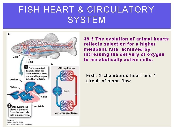 FISH HEART & CIRCULATORY SYSTEM 39. 5 The evolution of animal hearts reflects selection