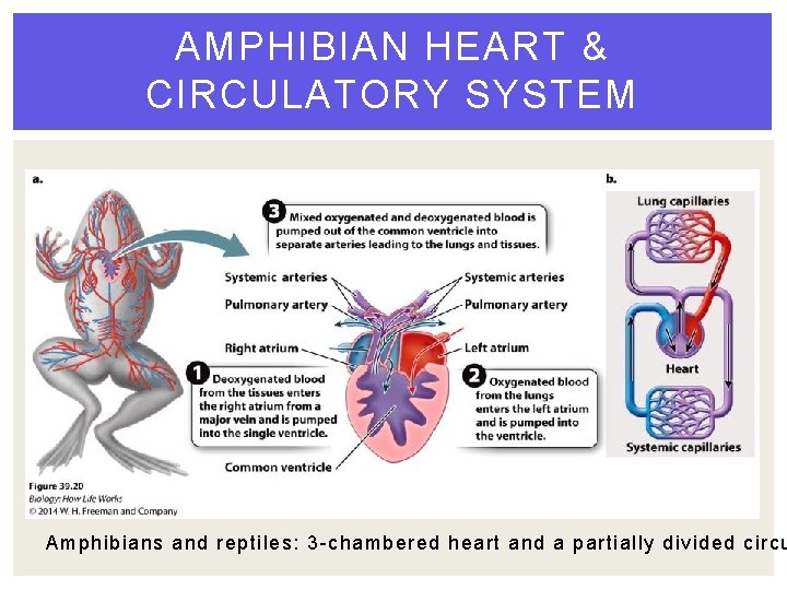 AMPHIBIAN HEART & CIRCULATORY SYSTEM Amphibians and reptiles: 3 -chambered heart and a partially