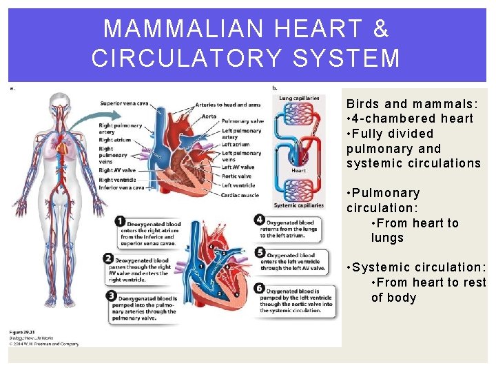 MAMMALIAN HEART & CIRCULATORY SYSTEM Birds and mammals: • 4 -chambered heart • Fully