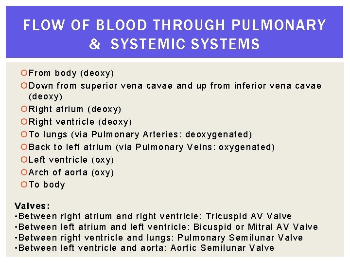 FLOW OF BLOOD THROUGH PULMONARY & SYSTEMIC SYSTEMS From body (deoxy) Down from superior