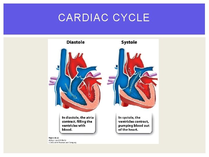 CARDIAC CYCLE 