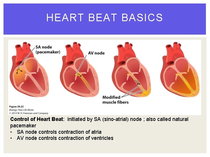 HEART BEAT BASICS Control of Heart Beat: initiated by SA (sino-atrial) node ; also