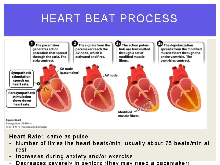 HEART BEAT PROCESS Heart Rate: same as pulse • Number of times the heart