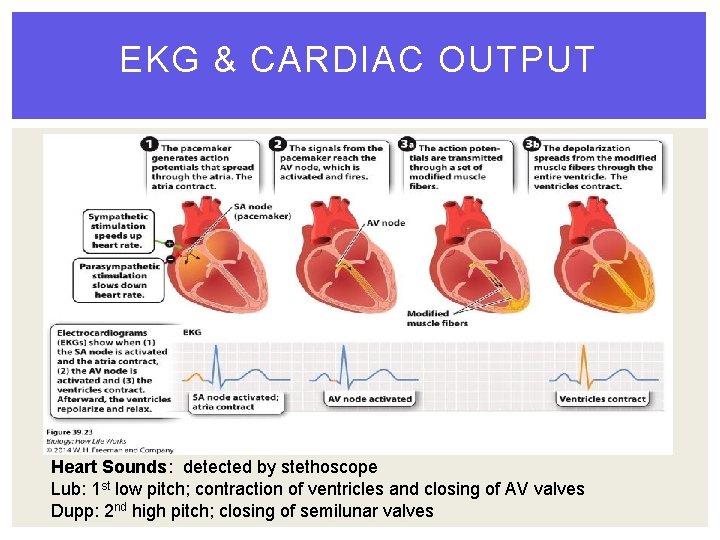 EKG & CARDIAC OUTPUT Heart Sounds: detected by stethoscope Lub: 1 st low pitch;