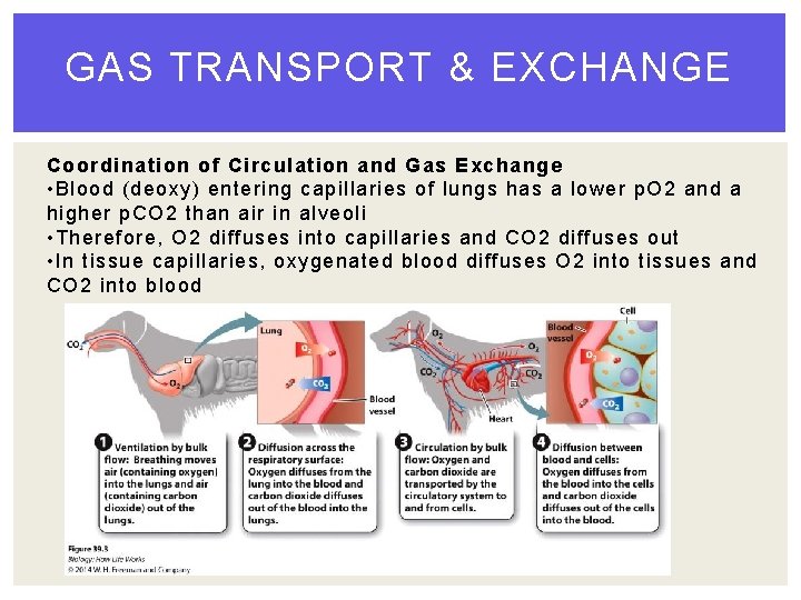 GAS TRANSPORT & EXCHANGE Coordination of Circulation and Gas Exchange • Blood (deoxy) entering