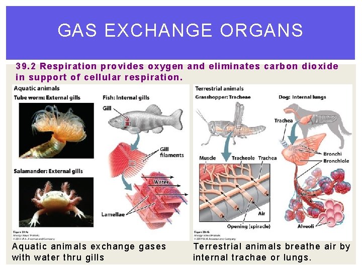 GAS EXCHANGE ORGANS 39. 2 Respiration provides oxygen and eliminates carbon dioxide in support