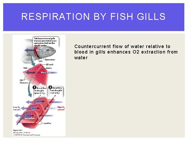 RESPIRATION BY FISH GILLS Countercurrent flow of water relative to blood in gills enhances