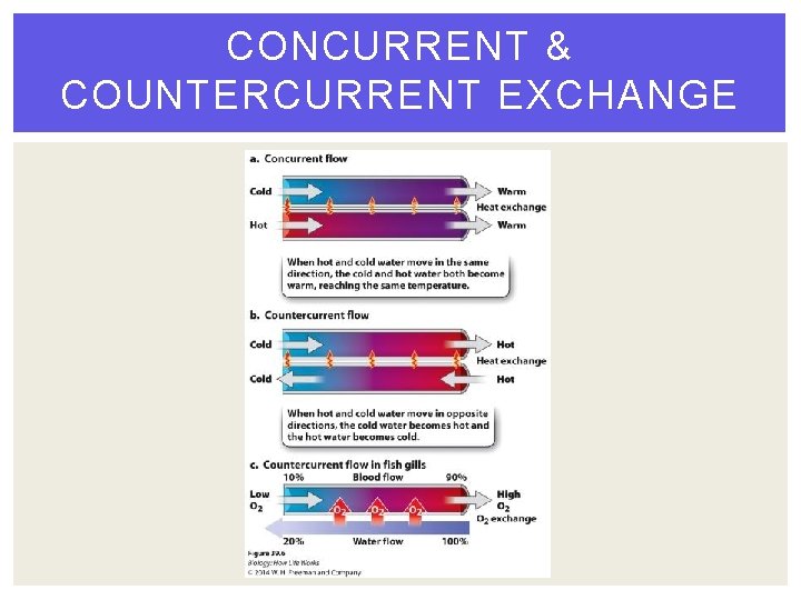 CONCURRENT & COUNTERCURRENT EXCHANGE 