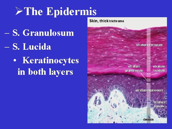ØThe Epidermis – S. Granulosum – S. Lucida • Keratinocytes in both layers 
