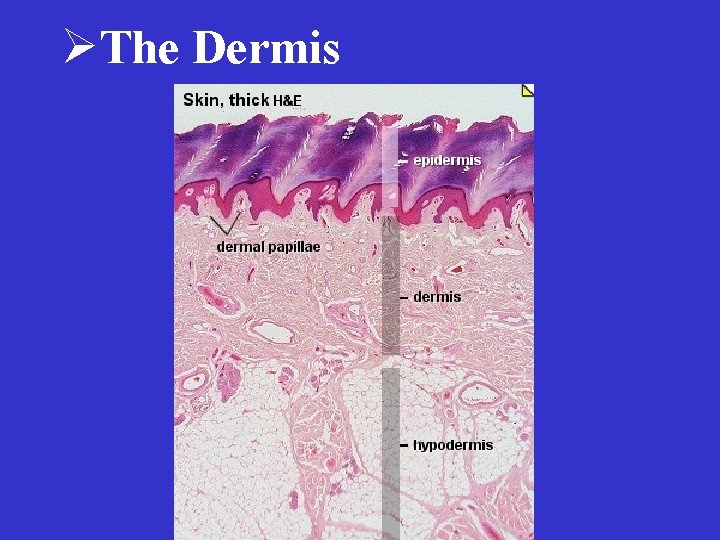ØThe Dermis 