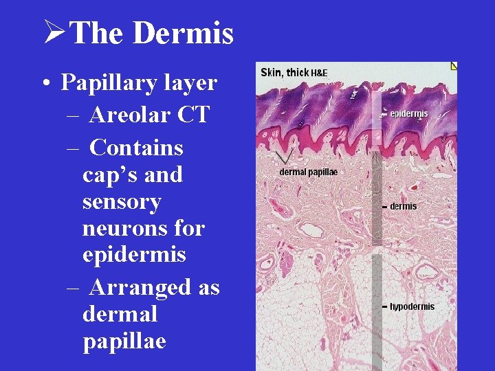 ØThe Dermis • Papillary layer – Areolar CT – Contains cap’s and sensory neurons