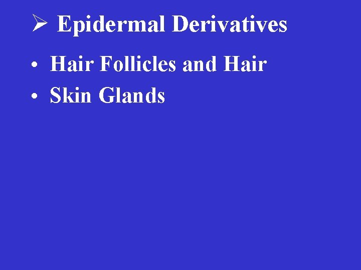Ø Epidermal Derivatives • Hair Follicles and Hair • Skin Glands 