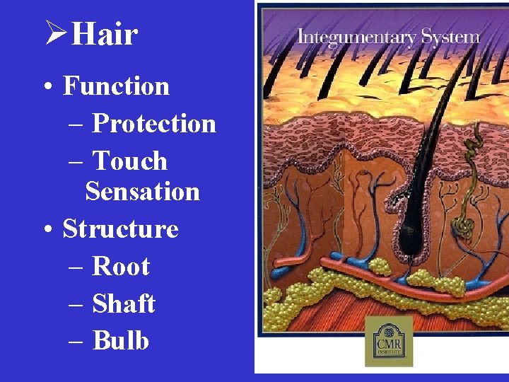 ØHair • Function – Protection – Touch Sensation • Structure – Root – Shaft