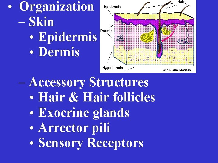  • Organization – Skin • Epidermis • Dermis – Accessory Structures • Hair