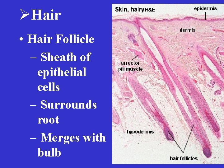 ØHair • Hair Follicle – Sheath of epithelial cells – Surrounds root – Merges