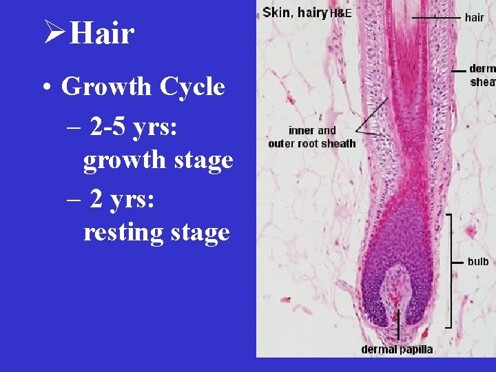 ØHair • Growth Cycle – 2 -5 yrs: growth stage – 2 yrs: resting