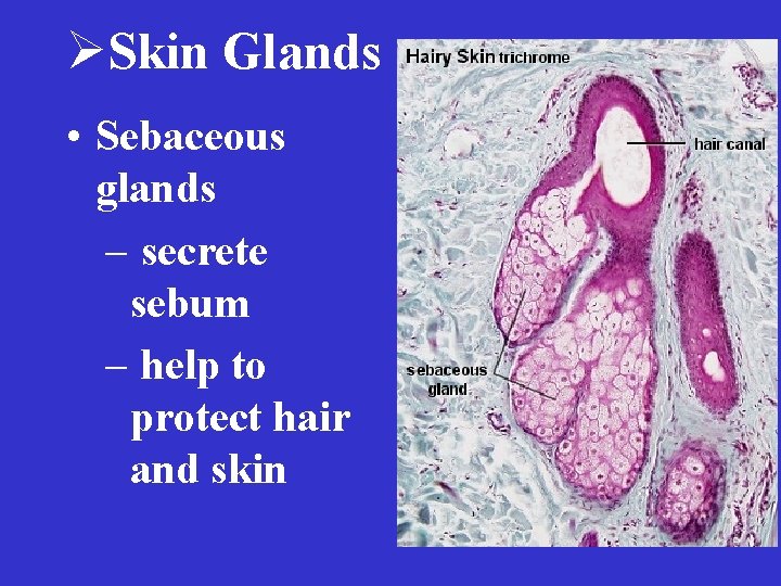 ØSkin Glands • Sebaceous glands – secrete sebum – help to protect hair and