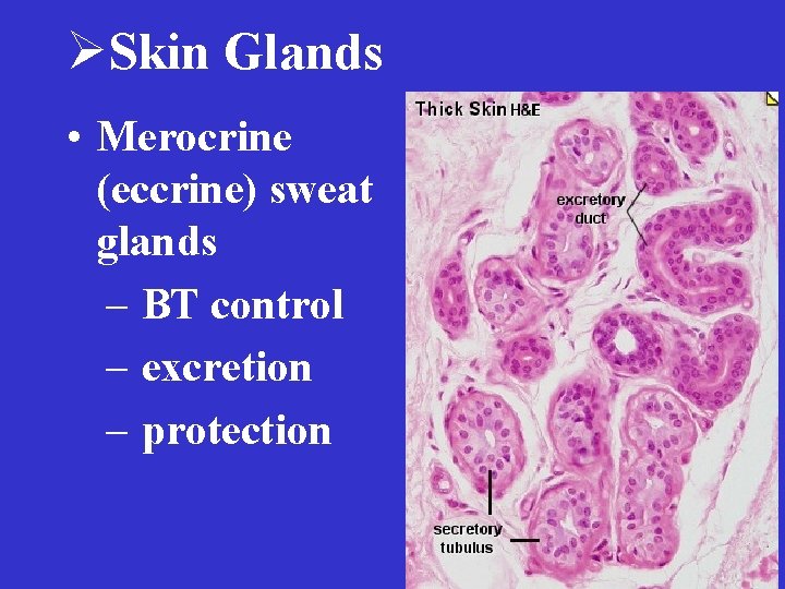 ØSkin Glands • Merocrine (eccrine) sweat glands – BT control – excretion – protection