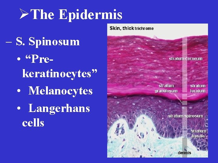 ØThe Epidermis – S. Spinosum • “Prekeratinocytes” • Melanocytes • Langerhans cells 