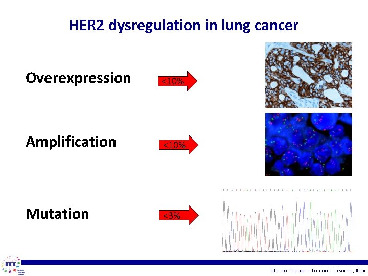HER 2 dysregulation in lung cancer Overexpression <10% Amplification <10% Mutation <3% Istituto Toscano