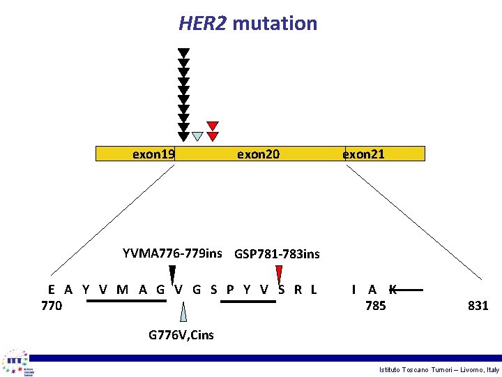 HER 2 mutation exon 19 exon 20 exon 21 YVMA 776 -779 ins GSP