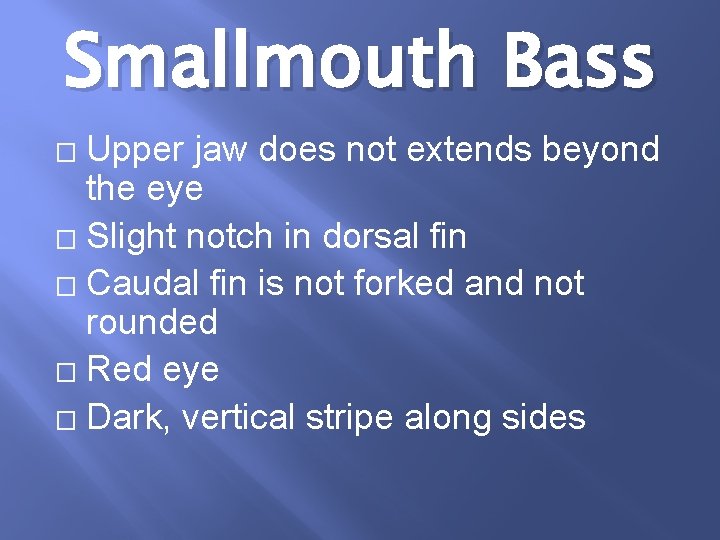 Smallmouth Bass Upper jaw does not extends beyond the eye � Slight notch in