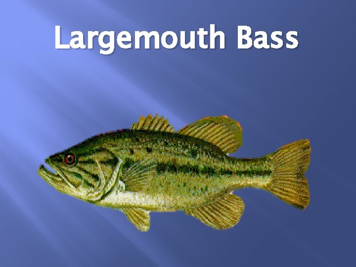 Largemouth Bass 