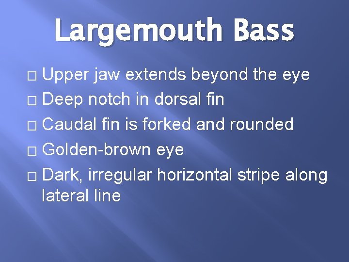 Largemouth Bass Upper jaw extends beyond the eye � Deep notch in dorsal fin