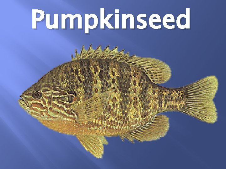 Pumpkinseed 